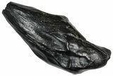 Fossil Sperm Whale (Scaldicetus) Tooth - South Carolina #374151-1